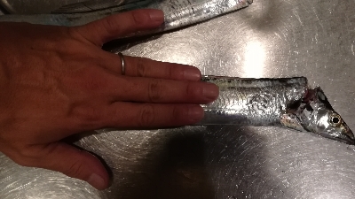 タチウオワインド