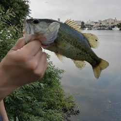 子供とバス釣り