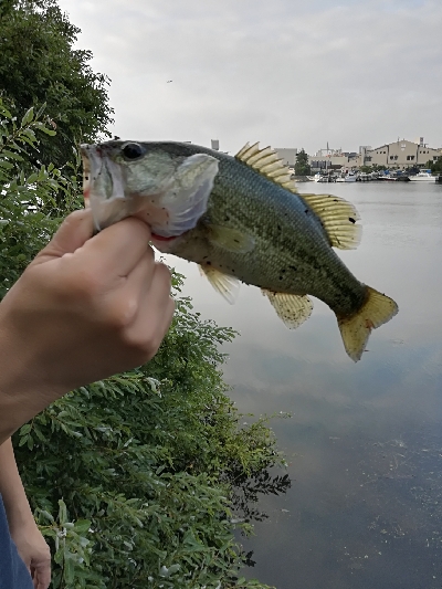 子供とバス釣り