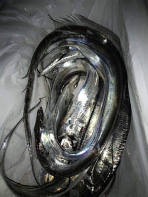 久しぶりフラップでの釣果