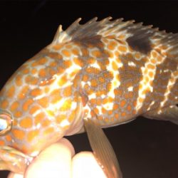 親父たちの釣行第11弾