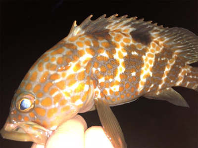 親父たちの釣行第11弾