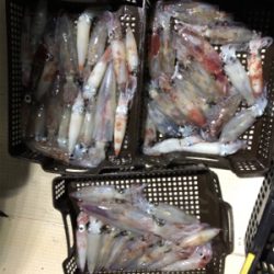 日本海イカメタル