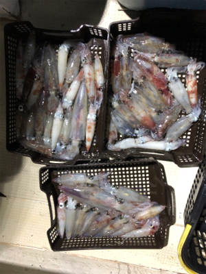 日本海イカメタル