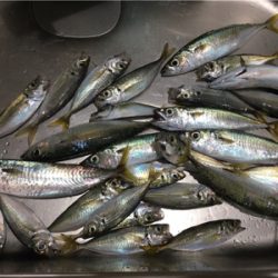 サバでギュイーンとドラグ