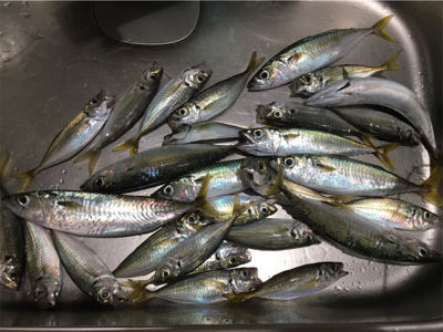 サバでギュイーンとドラグ