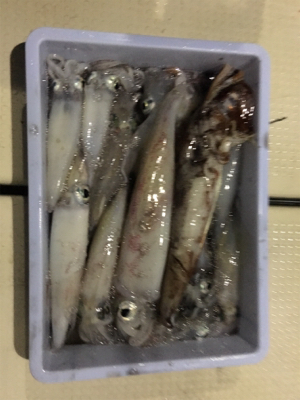 若狭和田沖 五目釣り&イカメタル