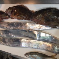 貝塚人工島タチウオ+6目