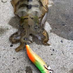 しまなみエギング 2日連続釣行