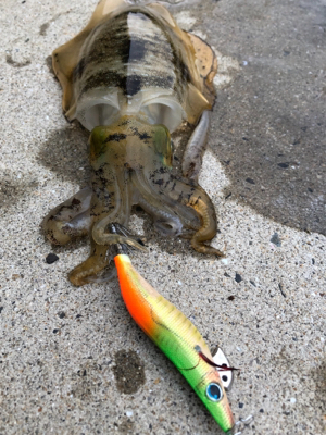 しまなみエギング 2日連続釣行