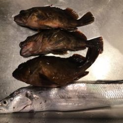 美味しいサカナたち