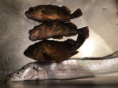 美味しいサカナたち