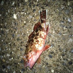 昼は穴釣り、夜はライトゲーム