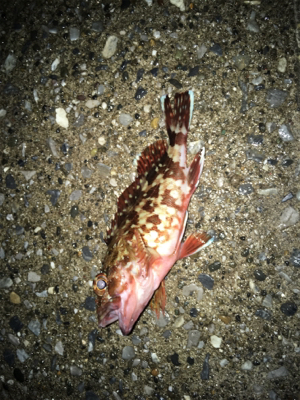 昼は穴釣り、夜はライトゲーム