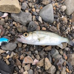 初和歌山、初アジング