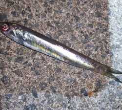 タチウオ確変中!