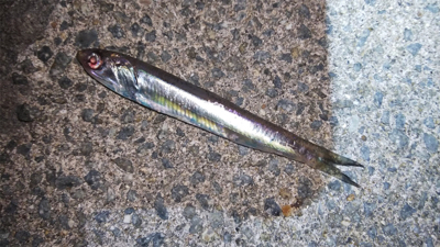 タチウオ確変中!