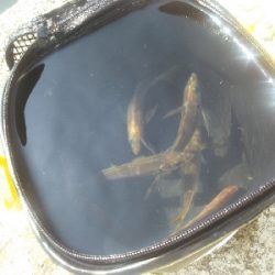 やっぱエサかぁ…