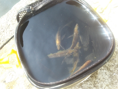 やっぱエサかぁ…