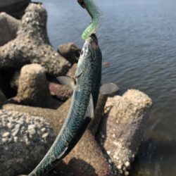 久しぶりのポイント