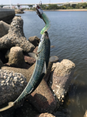 久しぶりのポイント