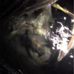 快調アジング♪