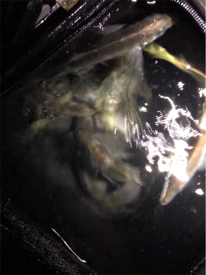 快調アジング♪