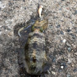 初の地磯エギング