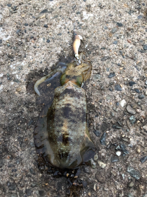 初の地磯エギング