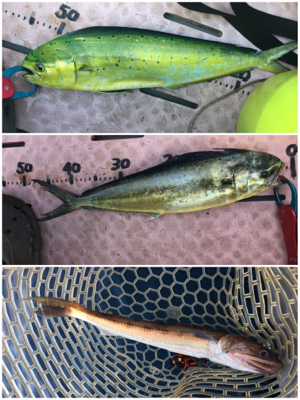 8目釣り！マイボート釣行