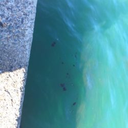 渋過ぎエギング