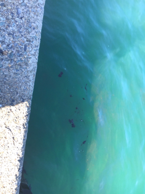 渋過ぎエギング