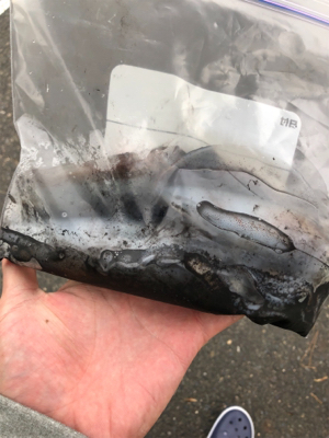 短時間エギング