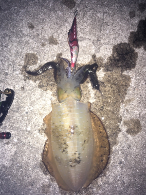 久々の納得釣行