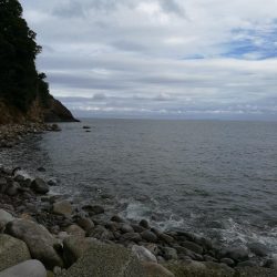 アオリイカ調査