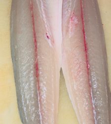 サゴシナブラ♫