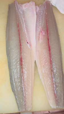 サゴシナブラ♫