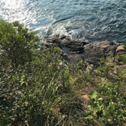 ブリ、ネリゴ、