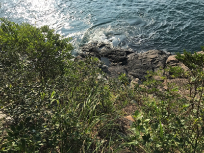 ブリ、ネリゴ、