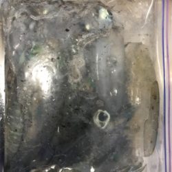 秋アオリイカ釣果