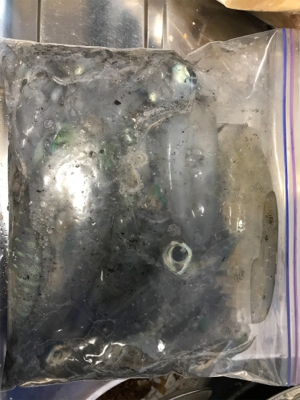 秋アオリイカ釣果