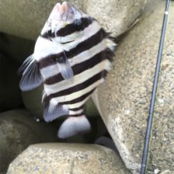 カニで落とし込み