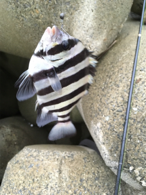 カニで落とし込み