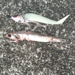 タチ、サゴ、アジ、サバ