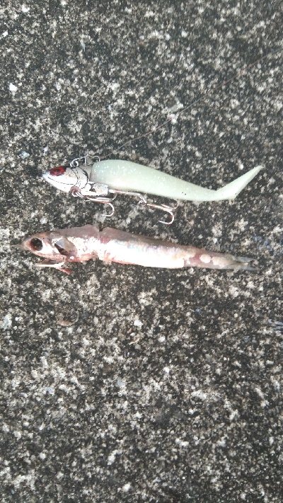 タチ、サゴ、アジ、サバ