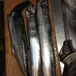 釣れて良かった。