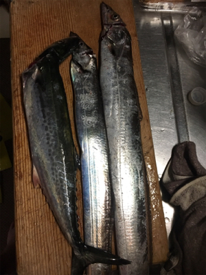 釣れて良かった。