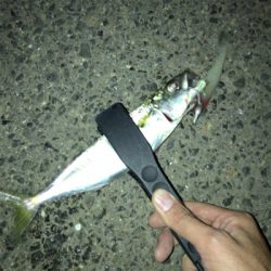 神戸東側もタチウオ好調です