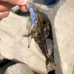 エギングのつもりのが…