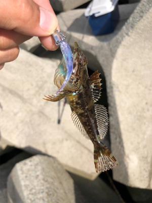 エギングのつもりのが…